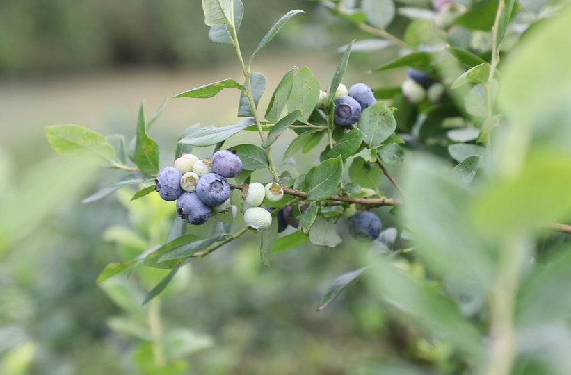 道县：蓝莓成熟满枝头 采摘游乐正当时