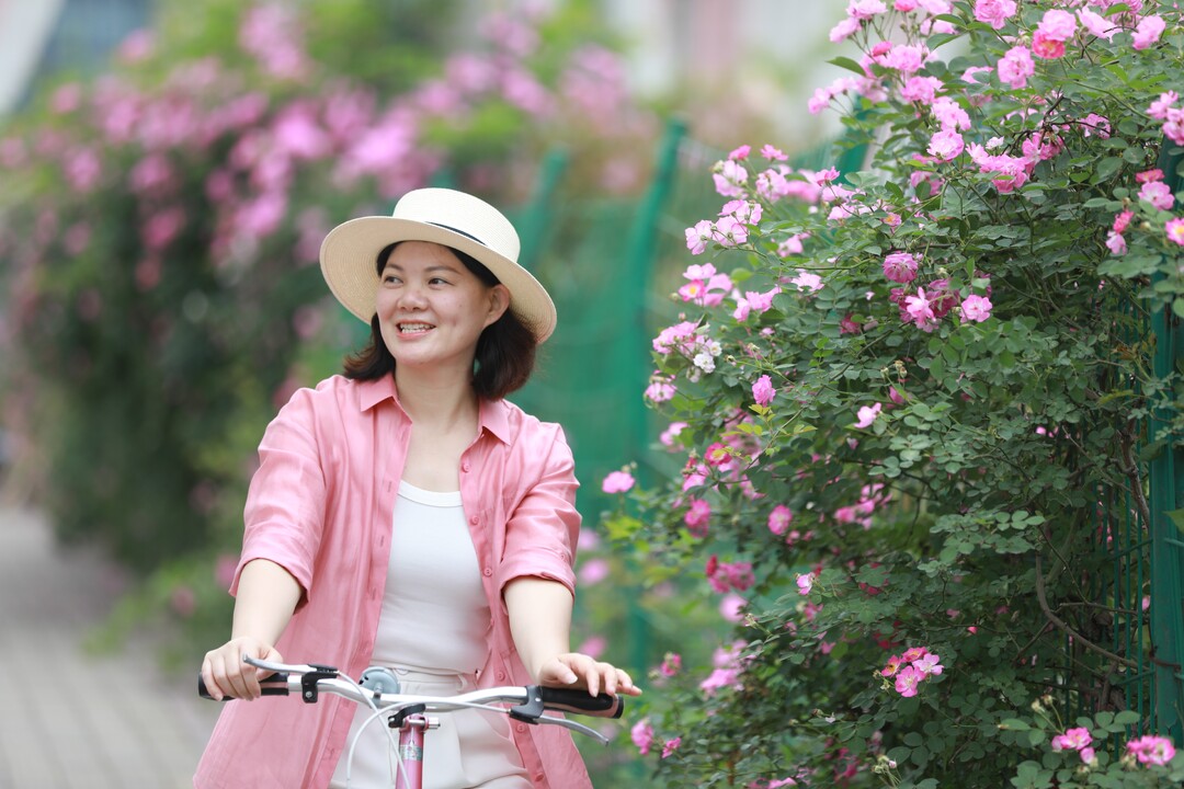 蔷薇花开