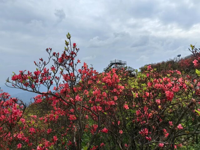 在气象干预下,今年阳明山杜鹃花期较往年延长8天左右—— 人工消雨"长