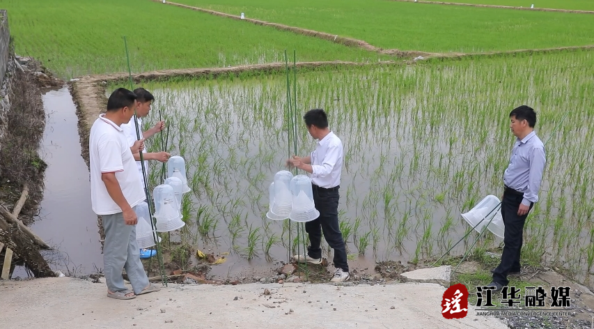 江华：田间插上诱捕器 绿色防控稳产量