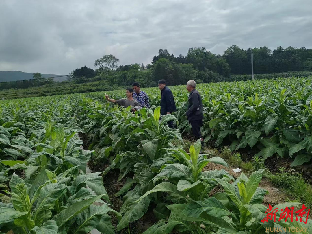 道县仙子脚镇：烤烟长势喜人 科学打顶提升烟叶品质