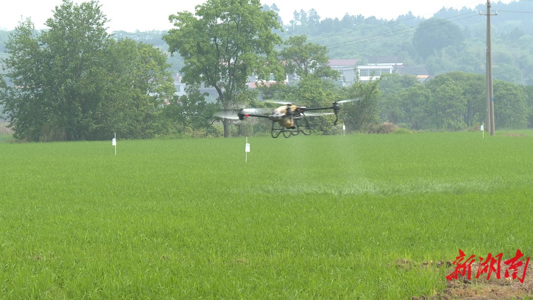 衡南：防治早稻病、虫、草害，无人机来帮忙