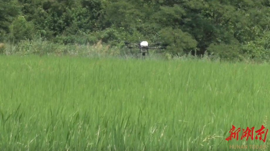 绥宁：无人机“上岗”施肥忙 科技助农促生产