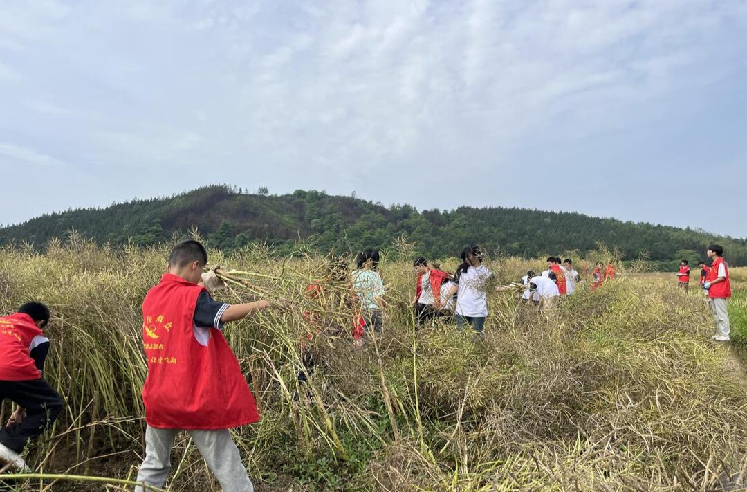 衡南县铁丝塘联合学校开展“收割油菜”劳动实践活动