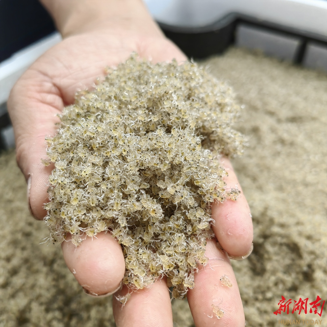 大通湖区投放2160万只大眼幼体蟹苗,它们有一个共同的名字:"大通湖1号