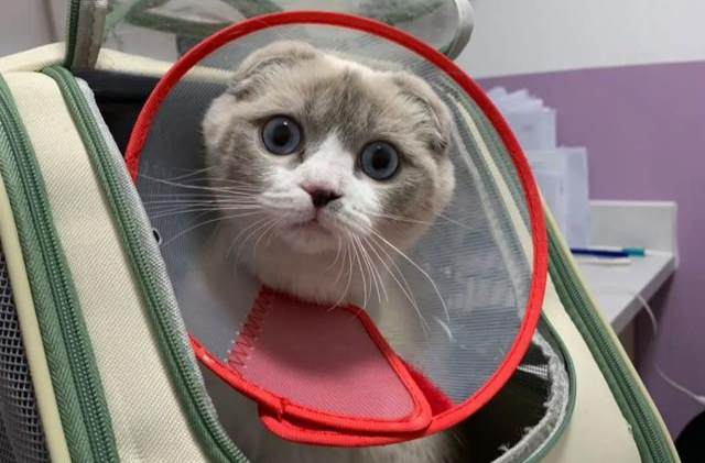 “毛孩子”有望带上高铁？关于宠物出行，一起了解→