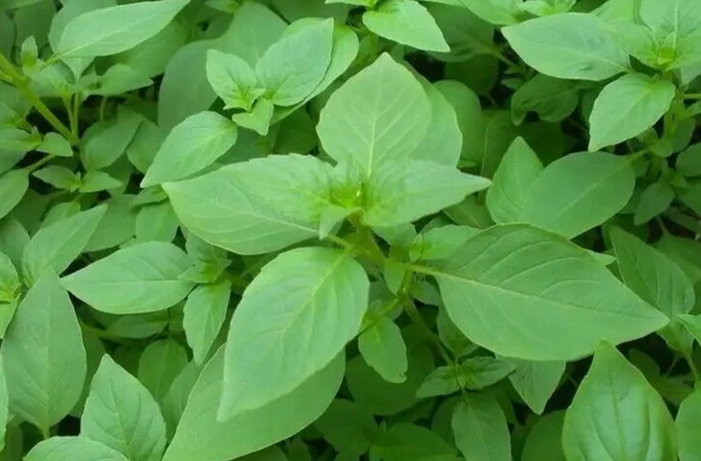 一款夏季小菜，常吃能抗菌、抗炎，感冒都少了！别错过