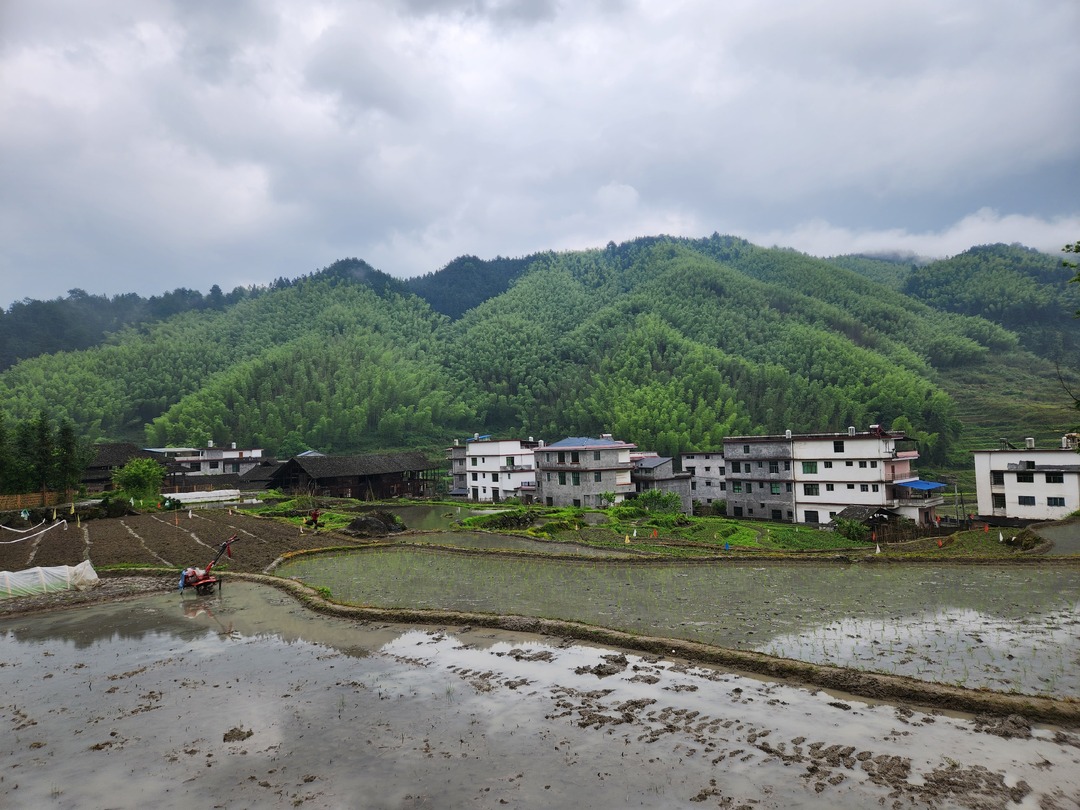 湖南绥宁:"芒种"雨水到,水稻"抛秧"忙 - 邵阳 - 新湖南