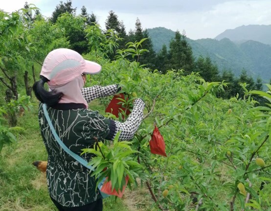 炎陵县多方联动，助力黄桃产业升级
