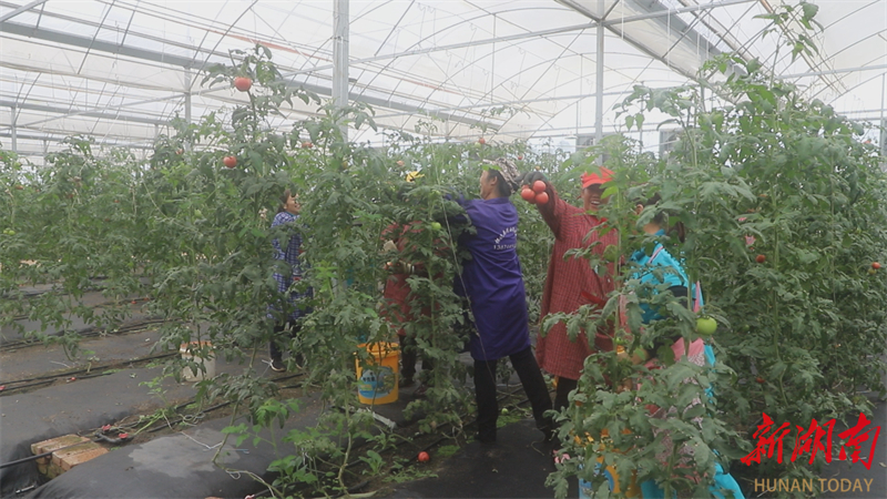 【乡村振兴进行时】 怀化九丰农博园：发展智慧农业 打造番茄小镇
