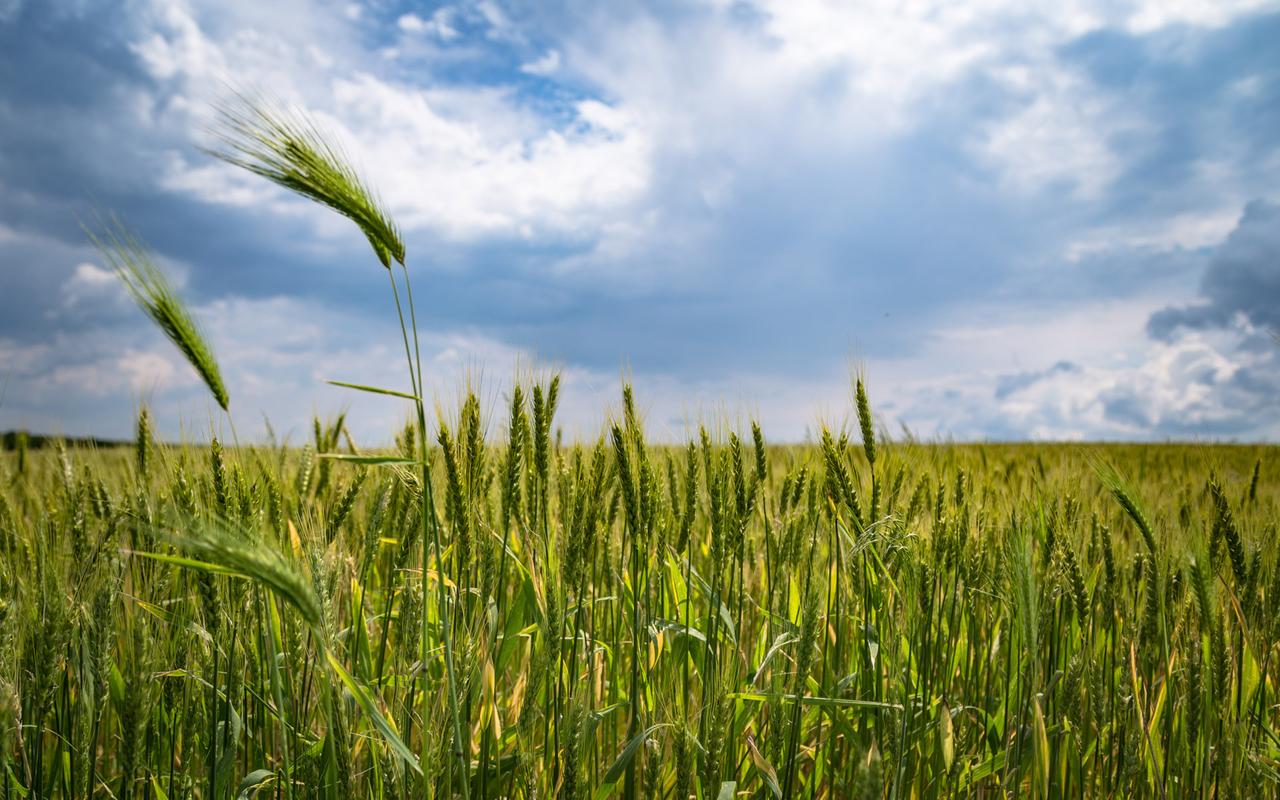 在田间地头书写璀璨“小麦人生”