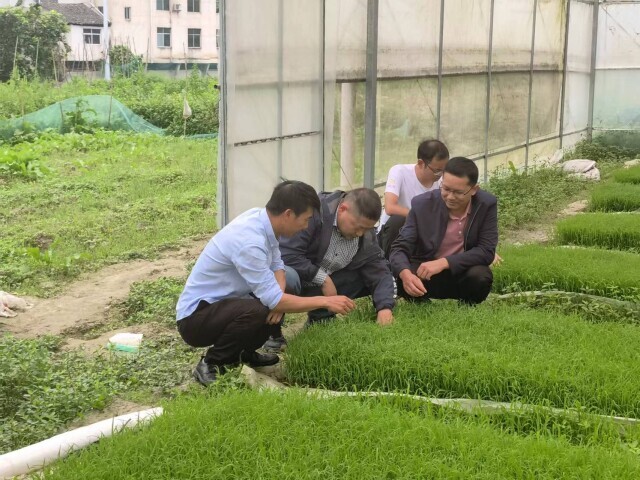 湖南省农科院专家持续服务种粮大户水稻种植