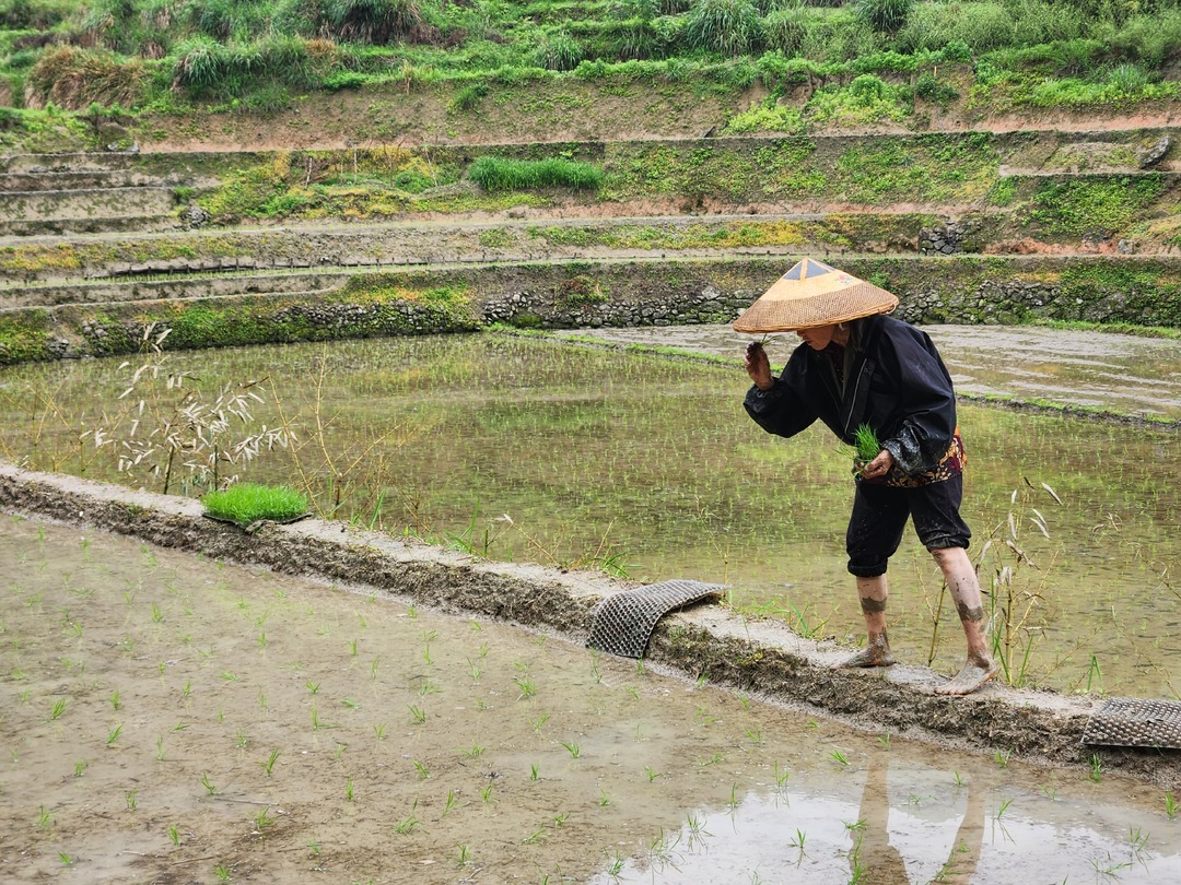 湖南绥宁：“芒种”雨水到，水稻“抛秧”忙