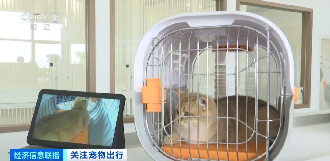 猫狗分区独立候机 全国首家宠物候机厅在深圳机场启用