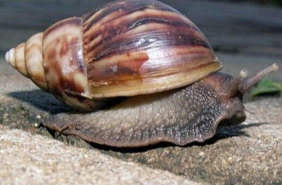 别碰别吃！雨后出现的这种“大蜗牛”带有各种致病菌