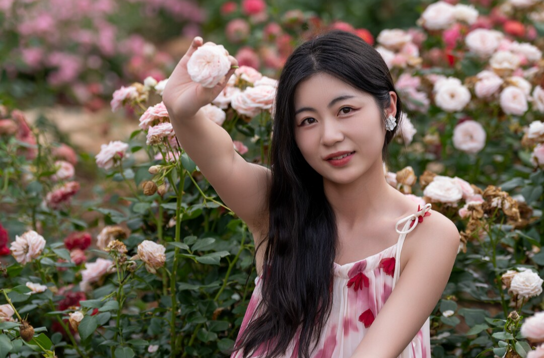 蔷薇花开