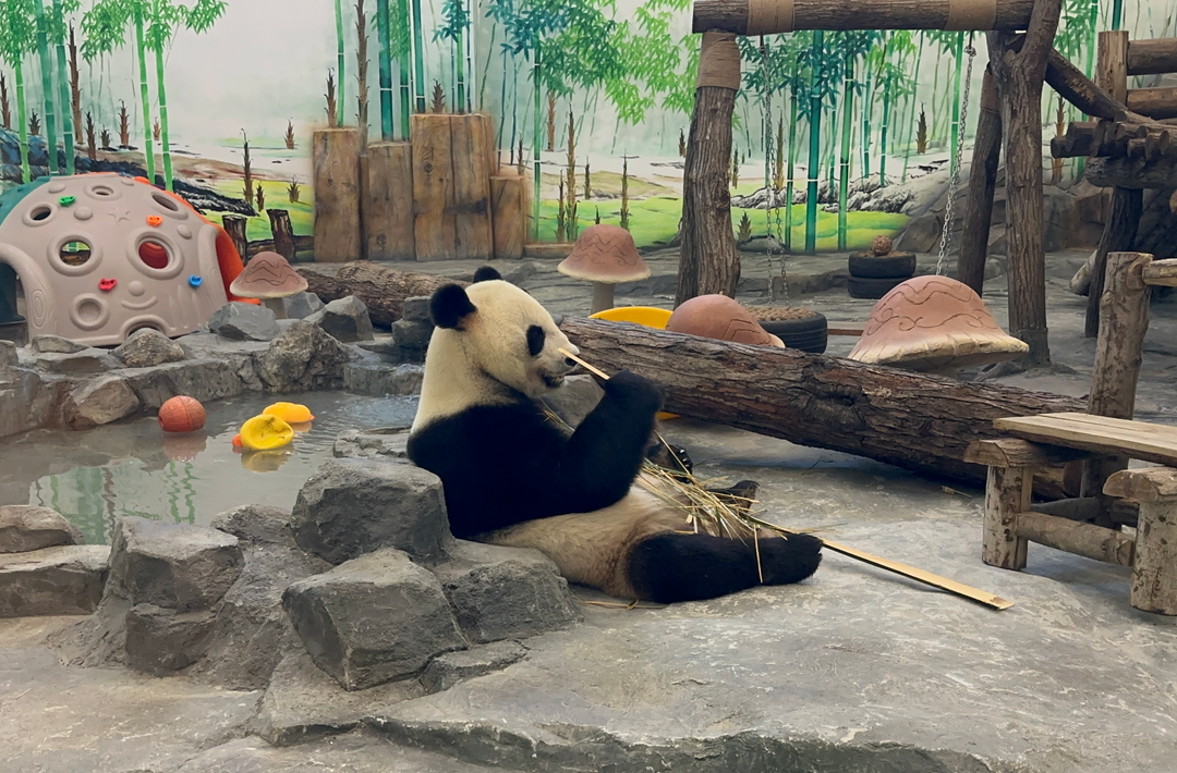 夏日游凤凰①丨凤凰中华大熊猫苑：和萌宠来一场夏天的奇遇
