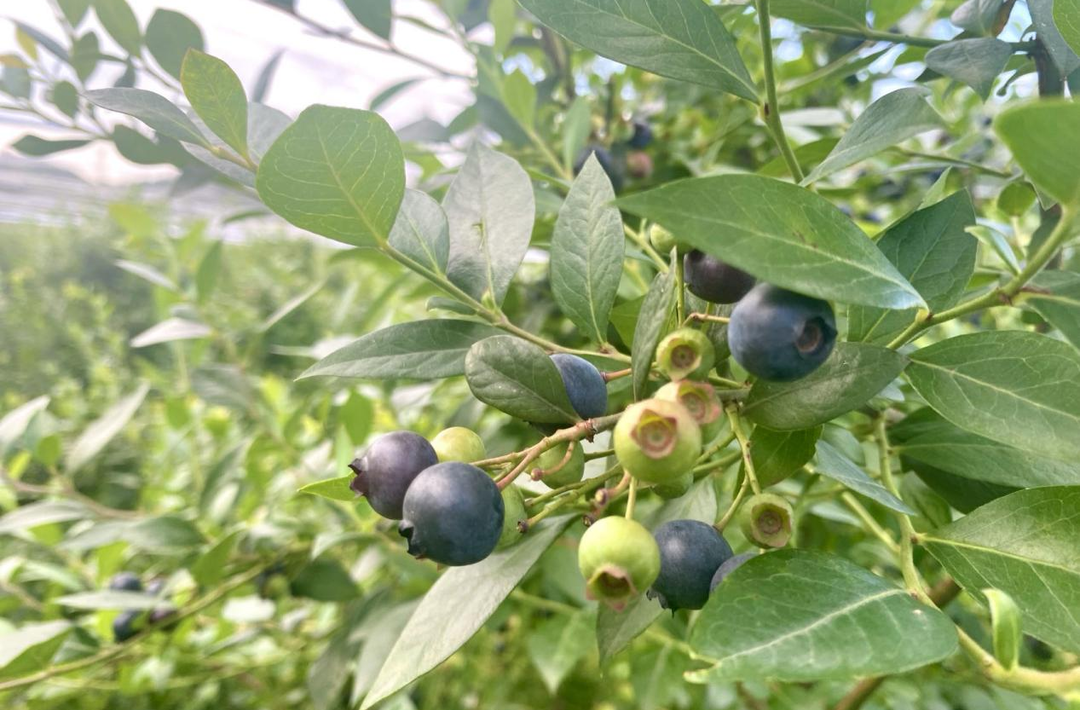 花垣县长乐乡蓝莓成熟啦 亩产约750公斤