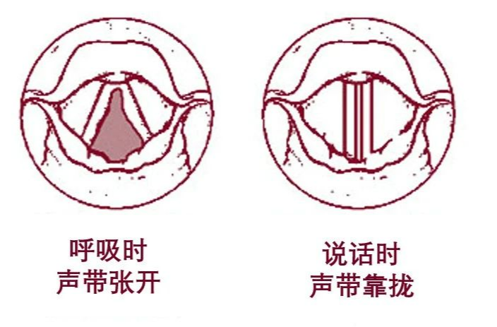 早上經常變“寶娟嗓”，我的嗓子怎么了？