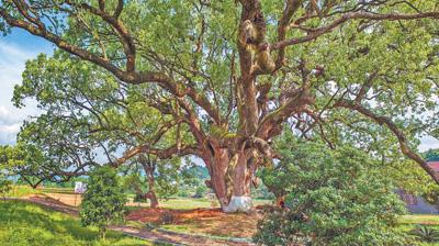 在湖南岳阳市平江县，一棵两千多年的古树得到精心呵护 汨罗江畔 古樟挺拔