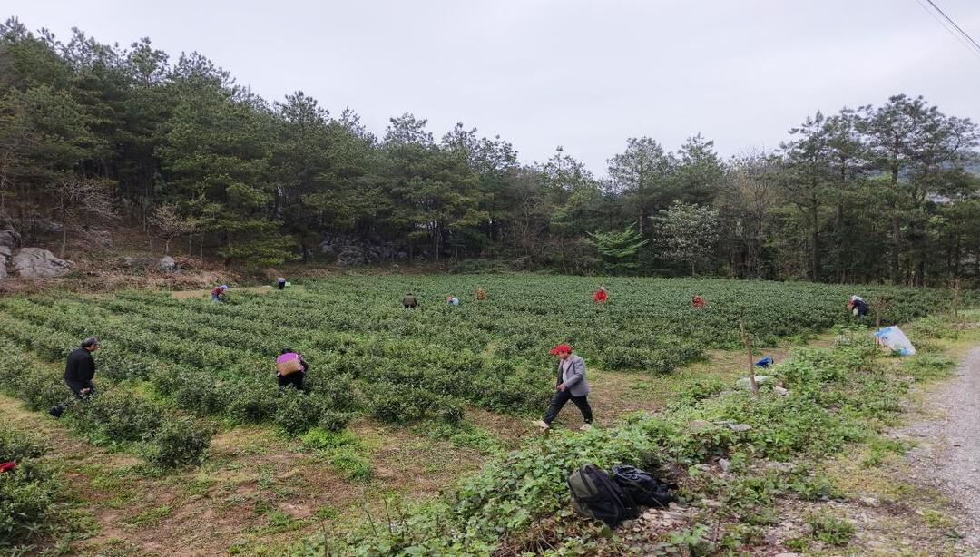 白云镇：党建引领茶产业发展，助推村集体经济腾飞