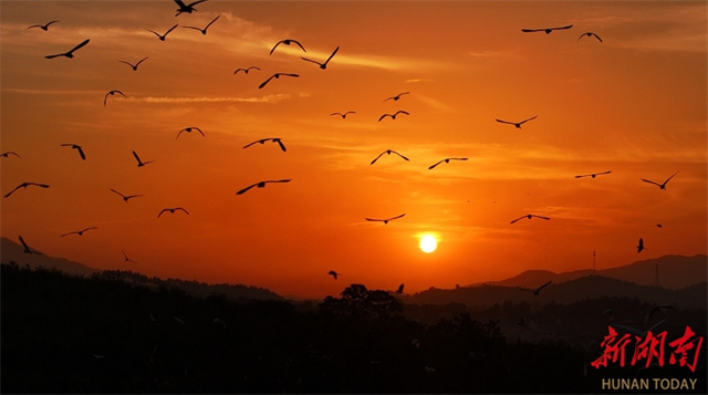 Environmental Progress in Hengdong Sparks Bird Diversity and Abundance