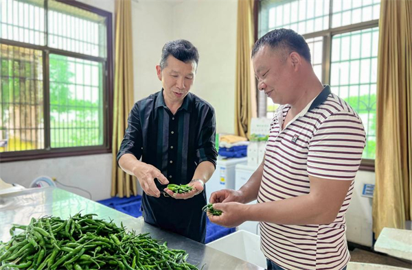 New Farmer Boosts Specialty Pepper with Technology in Hunan