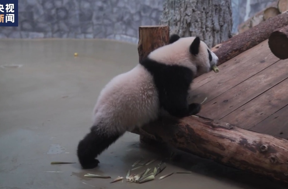 旅俄大熊猫幸福生活“上新”了！这一家子过得挺巴适