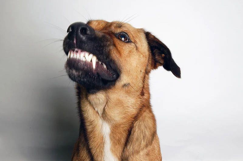 患狂犬病的狗.