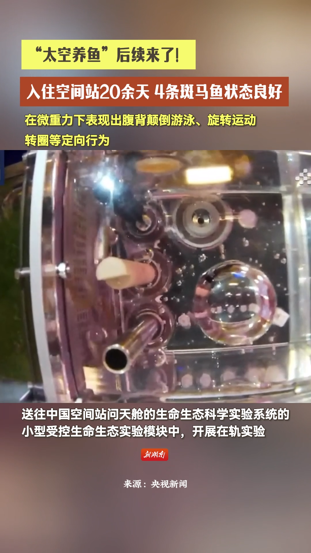 “太空养鱼”最新视频来了！