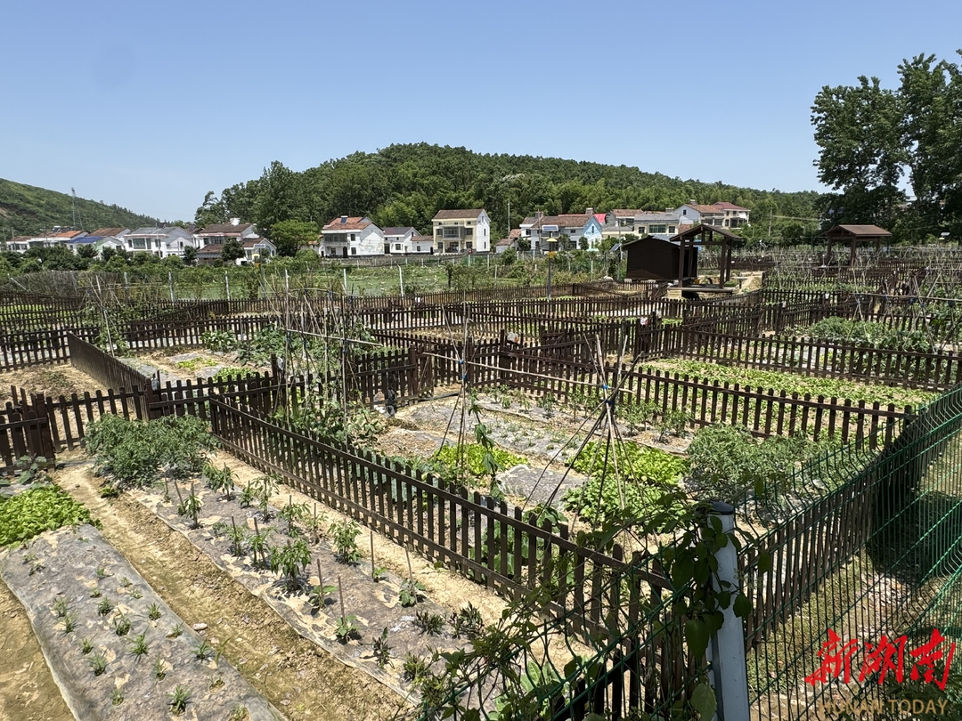 岳阳君山农场图片