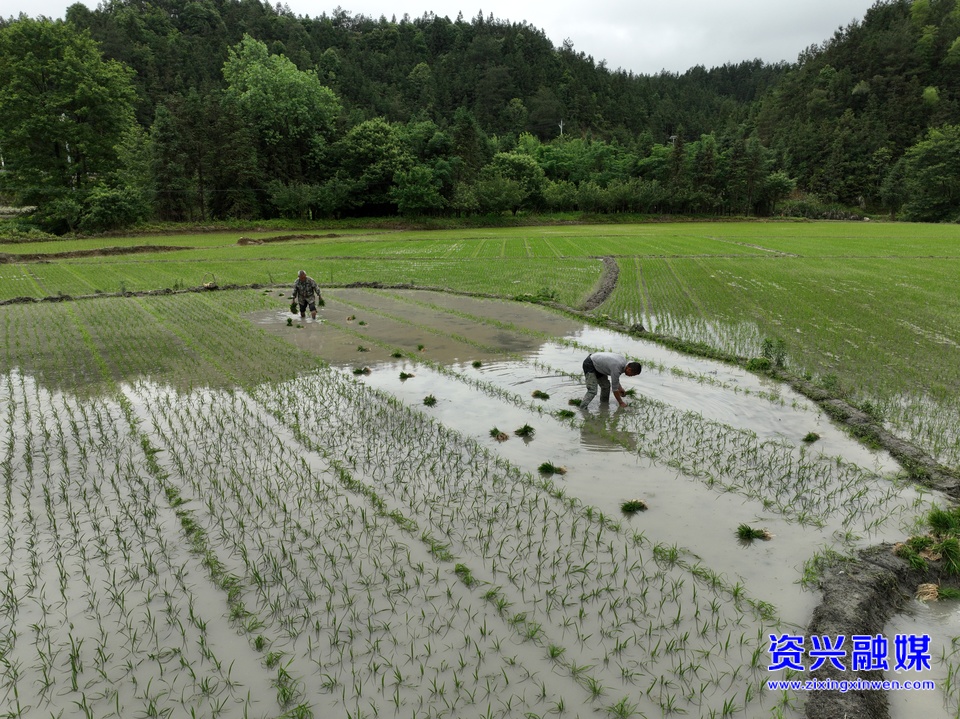 資興市州門司鎮(zhèn)：雜交水稻制種移栽忙