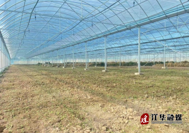 江华涛圩镇益民蔬菜种植合作社：创新农业发展新思路  助力高效农业新模式