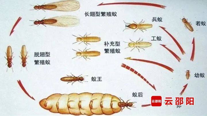 家中出现成片“飞虫”？专家：属于白蚁成虫 要及时消杀