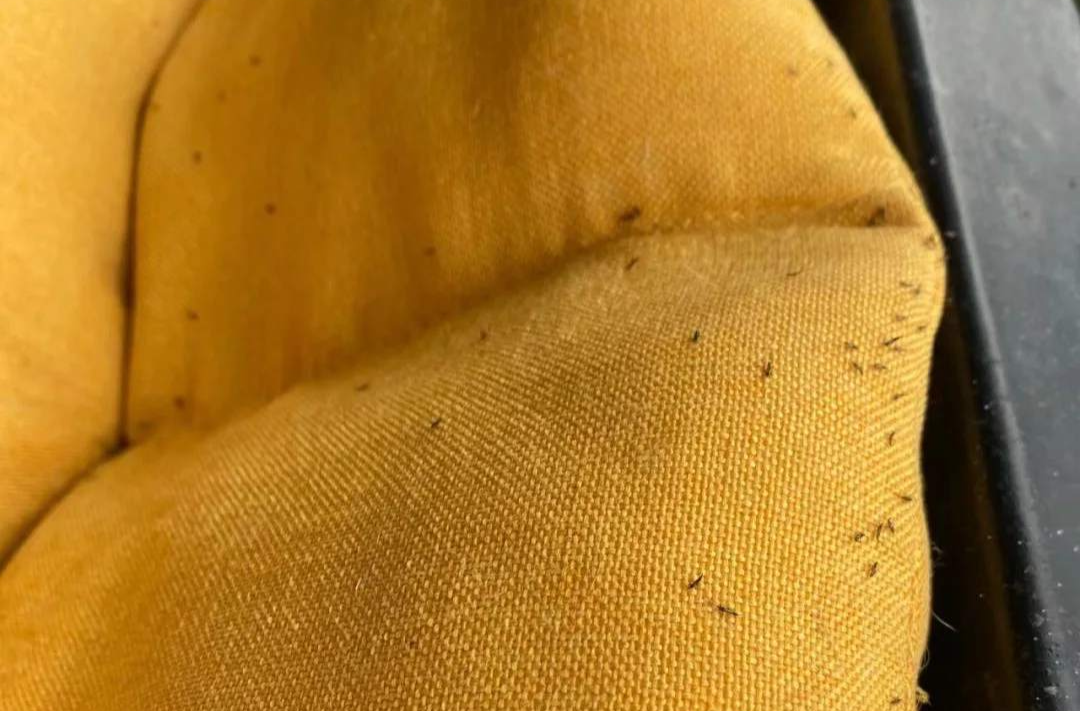 提醒！最近不要穿这种颜色的衣服出门