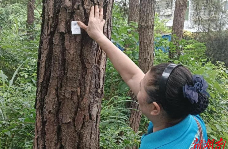 道县“以虫治虫”防治林业有害生物