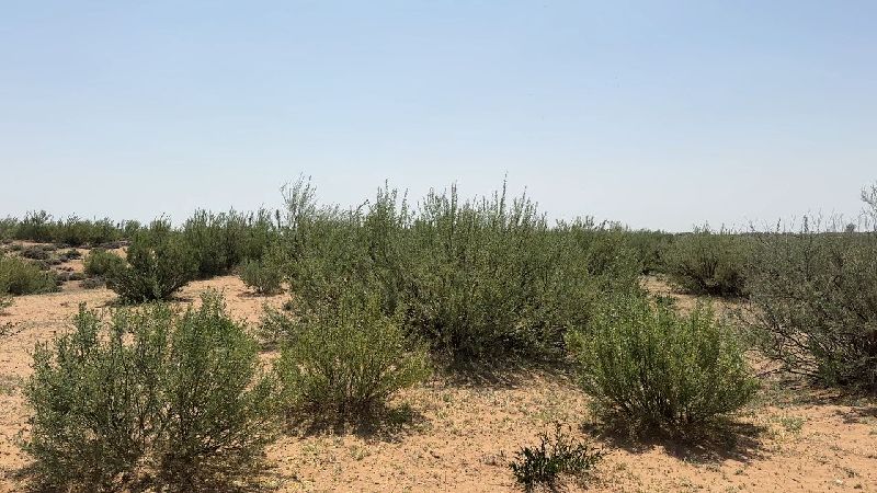 林草科普|沙漠里的柠条如何"逆势开花"?