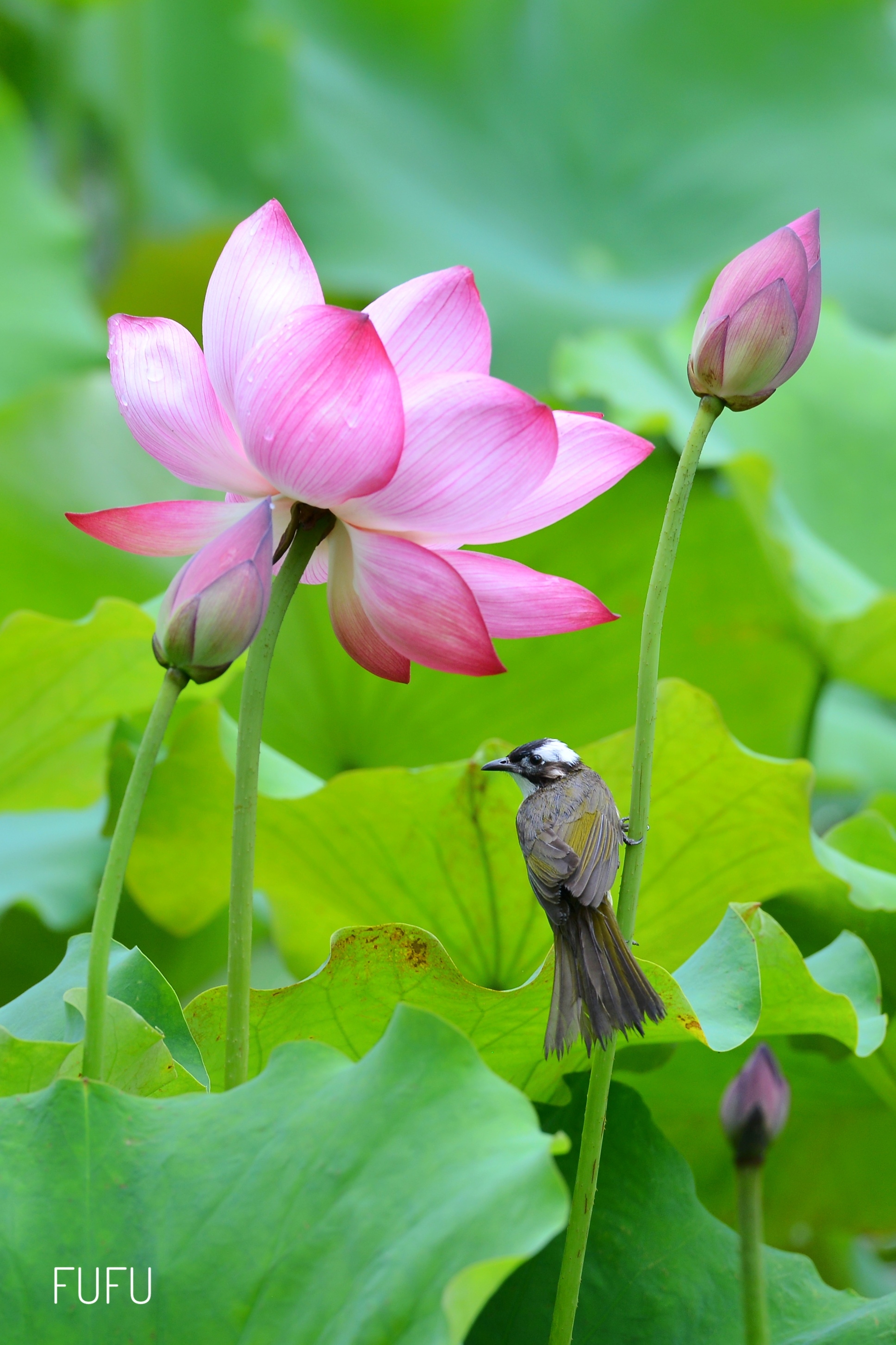 大自然花鸟美景图片图片