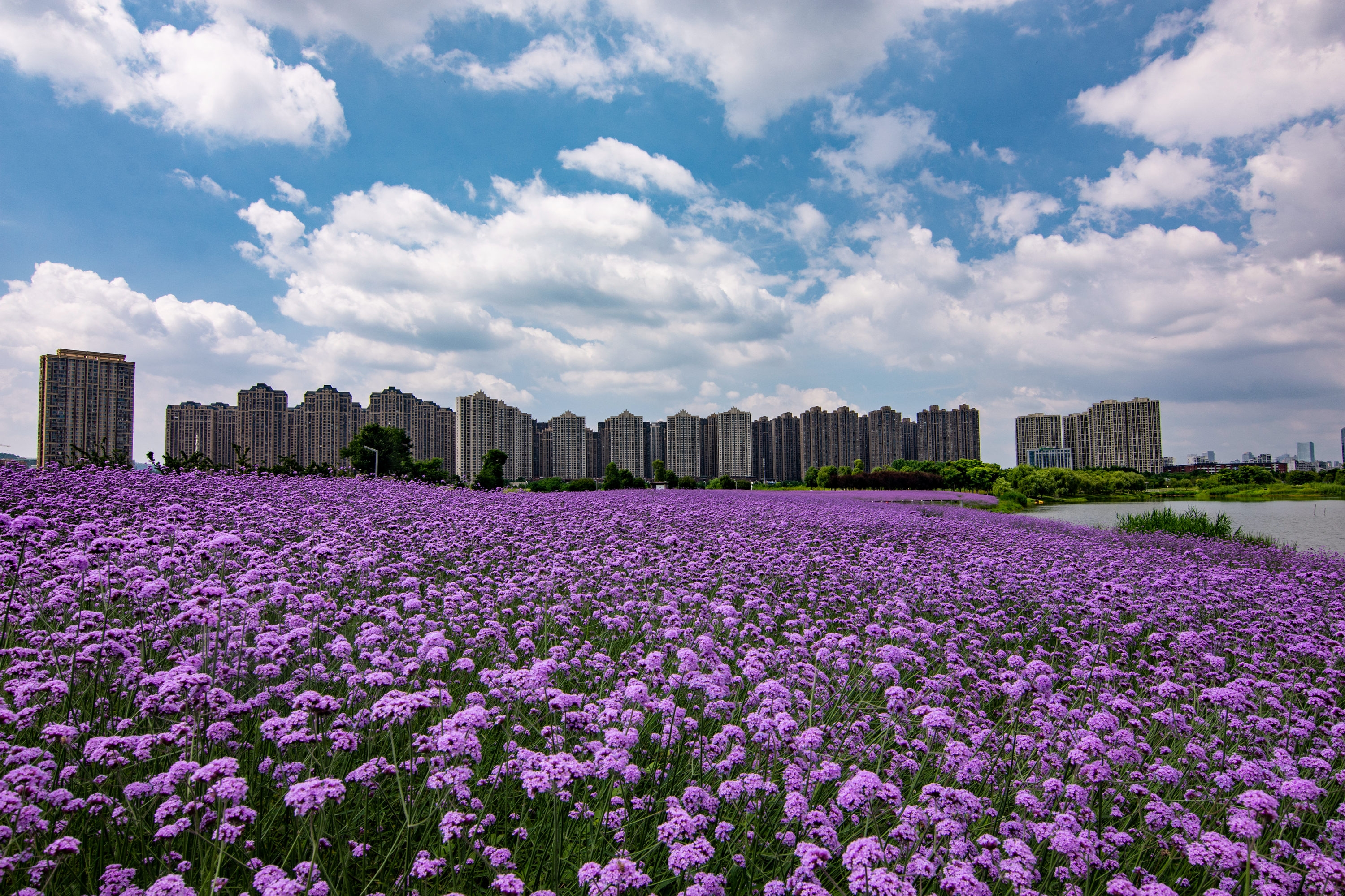 紫色花海