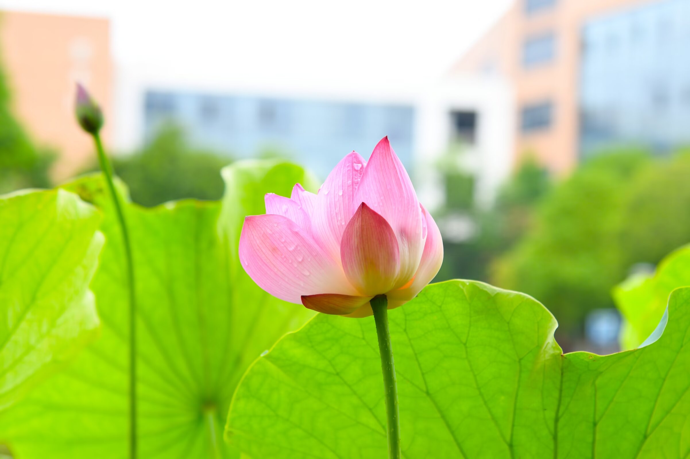荷池别样红