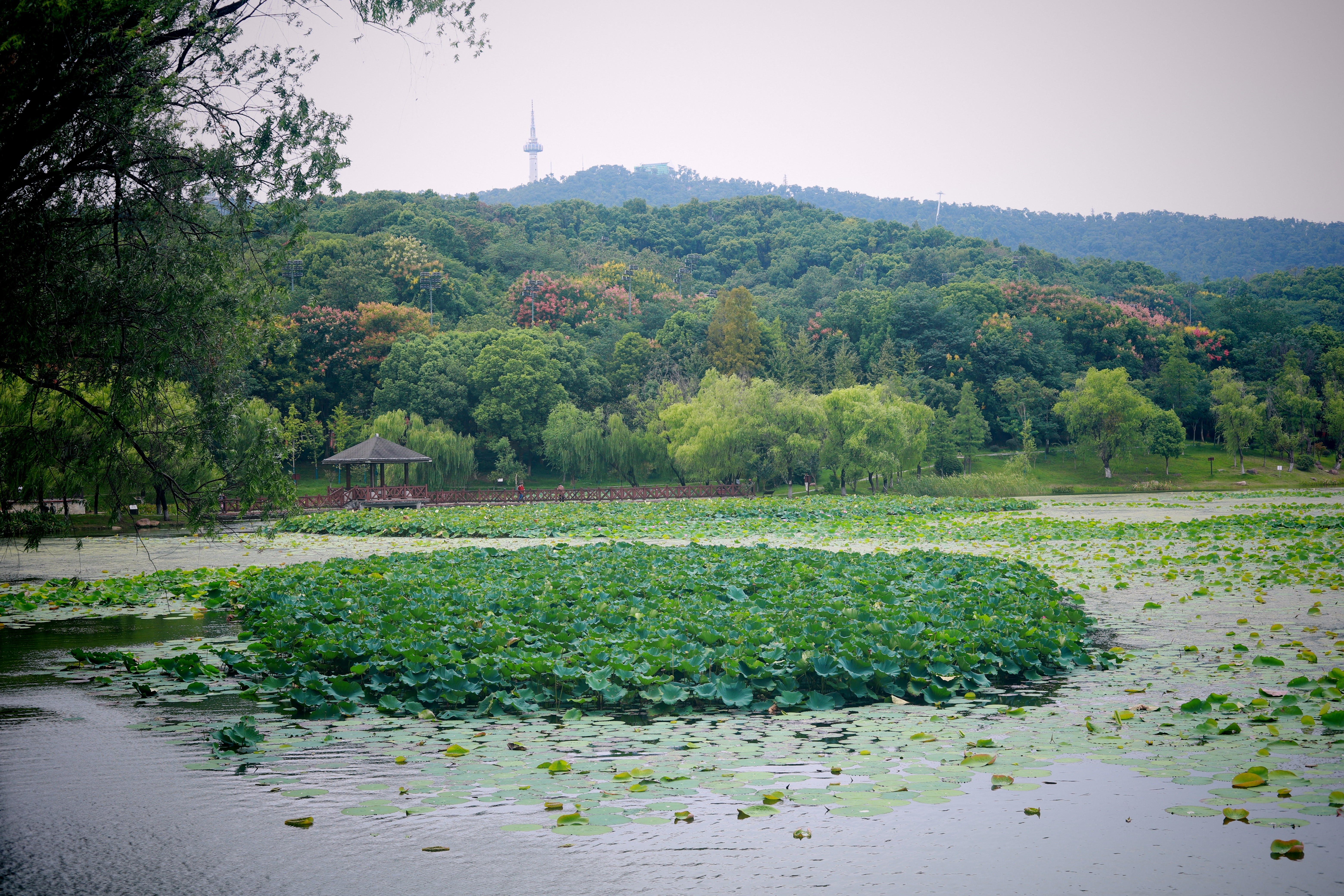 桃子湖改造图片