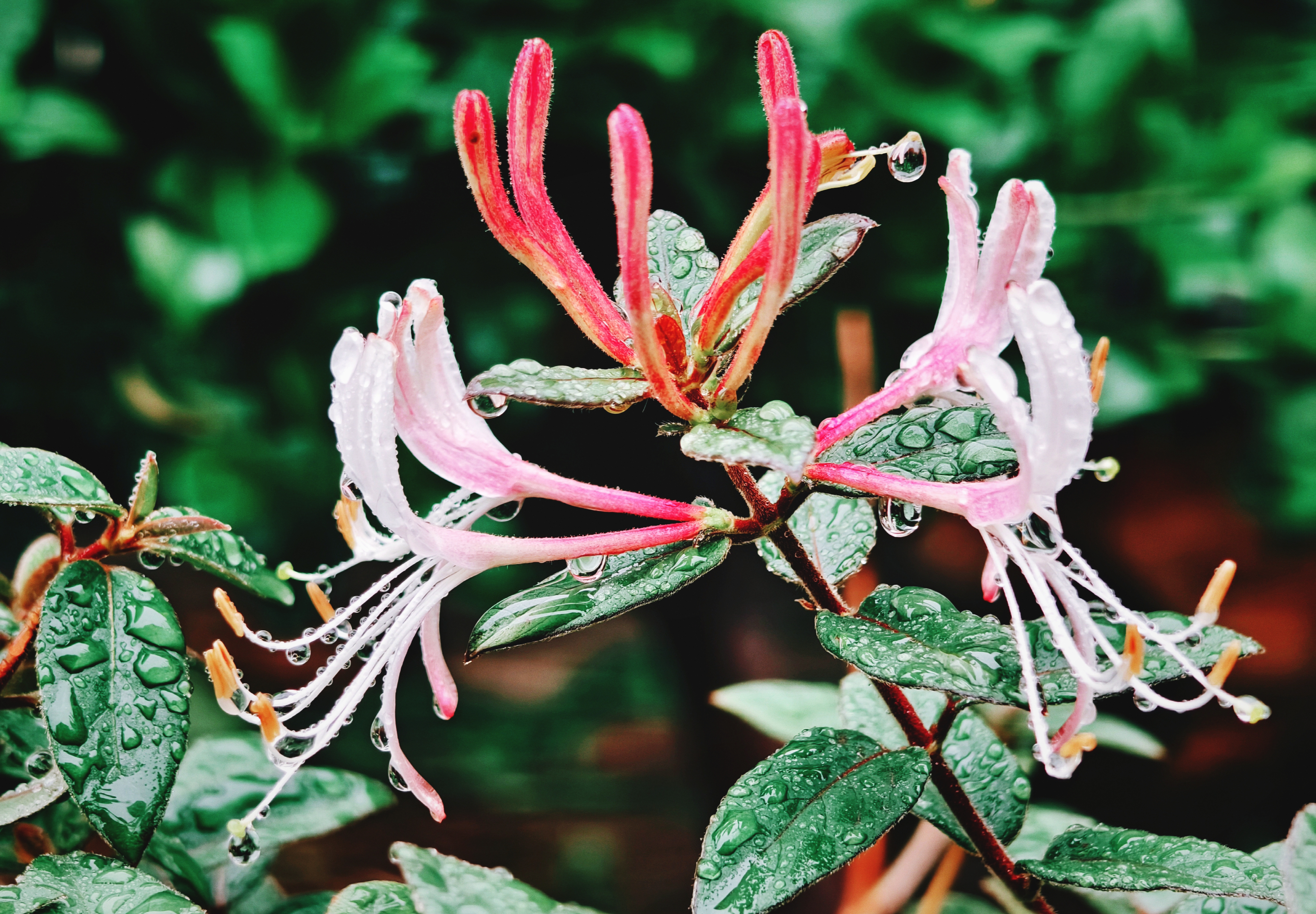 雨中花兒分外俏