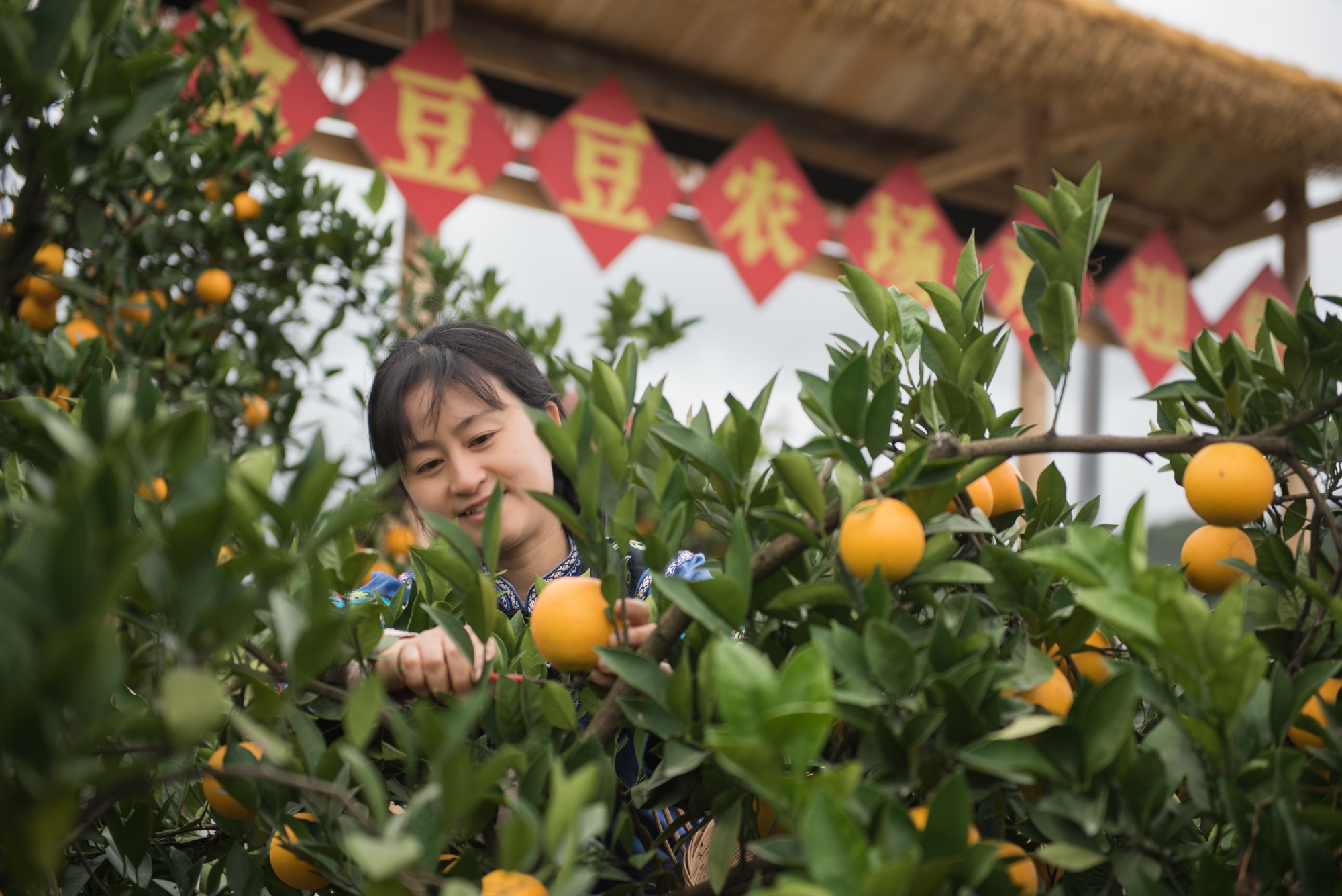 麻阳冰糖橙惹人醉