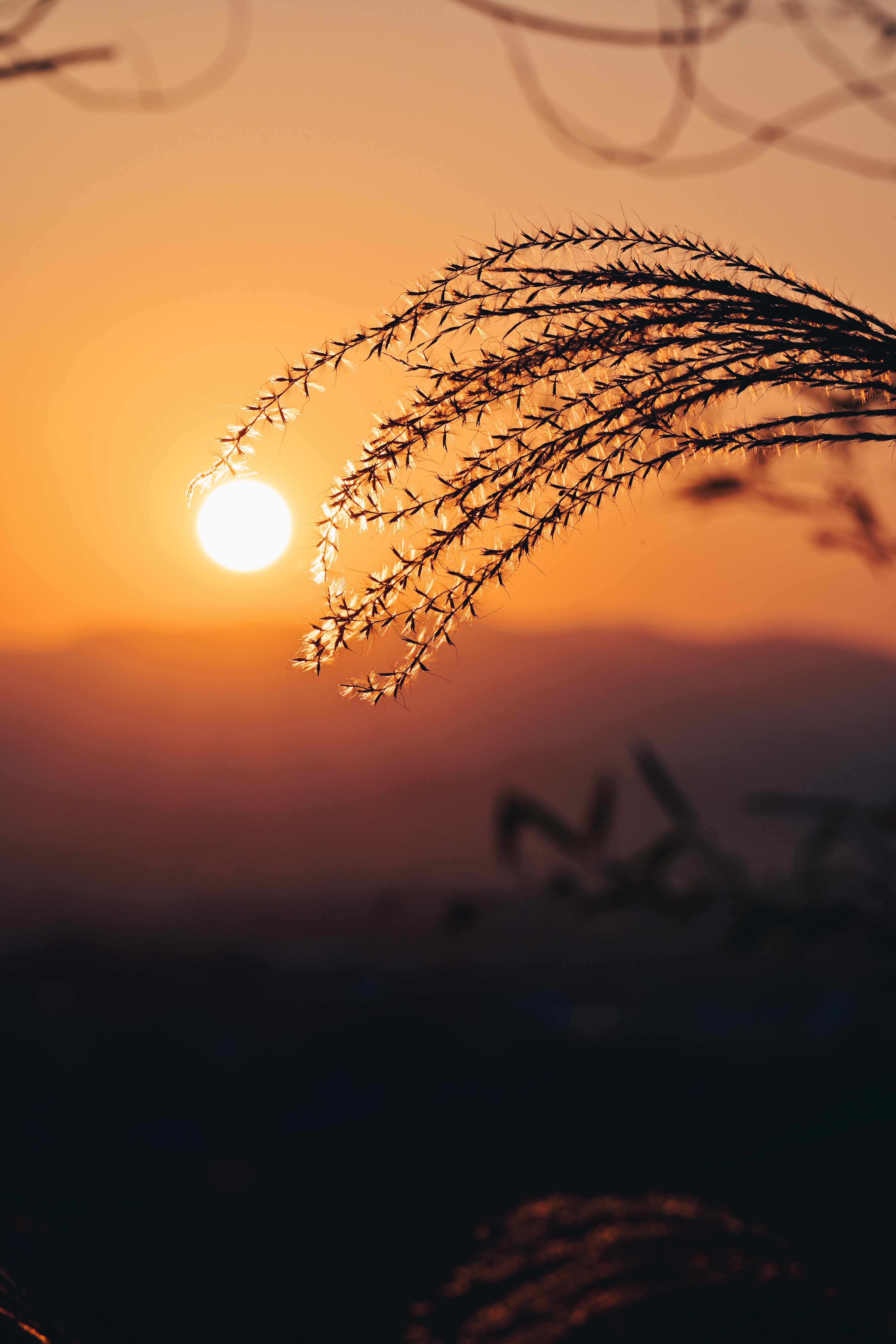 风中摇曳