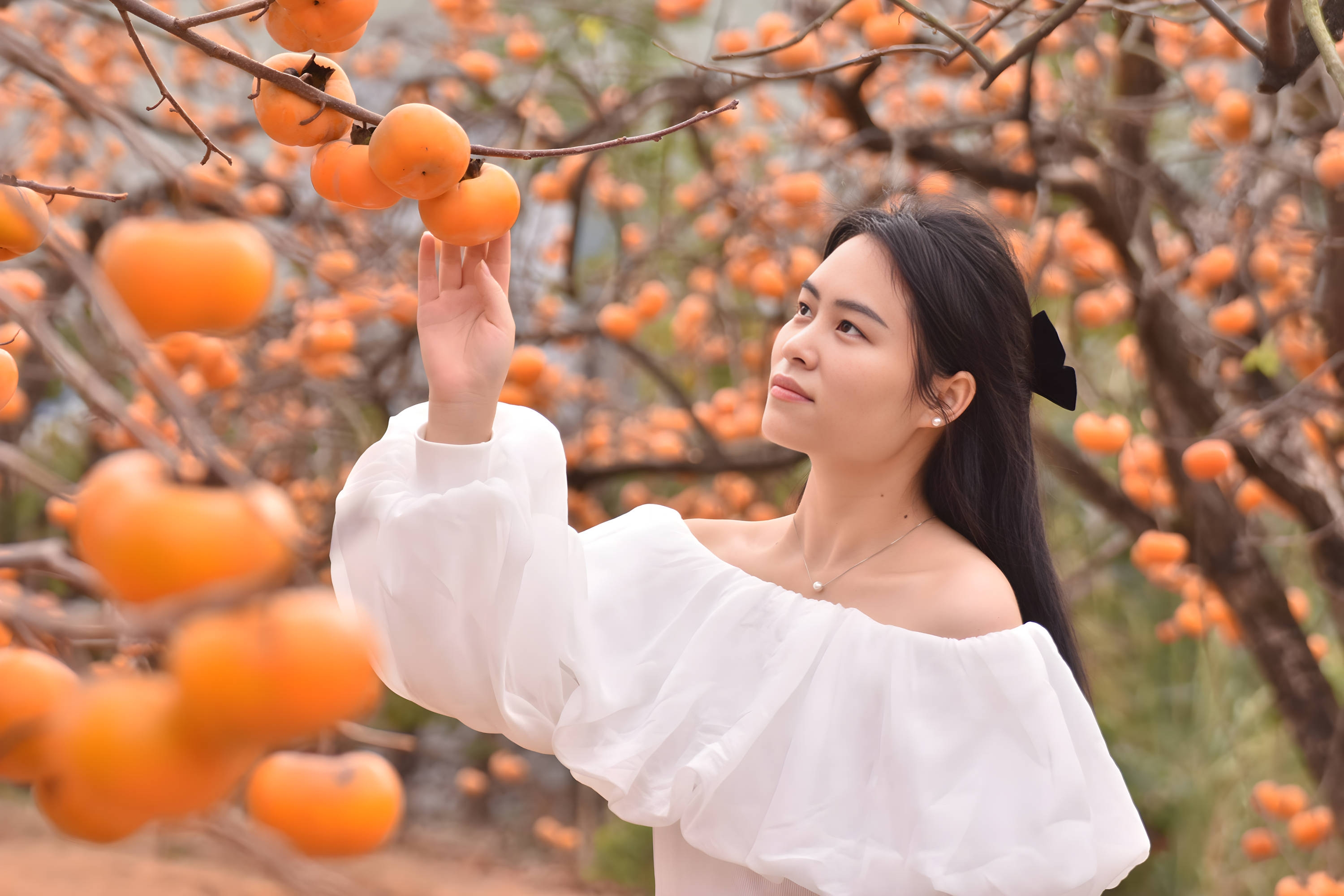 柿子红 游客来