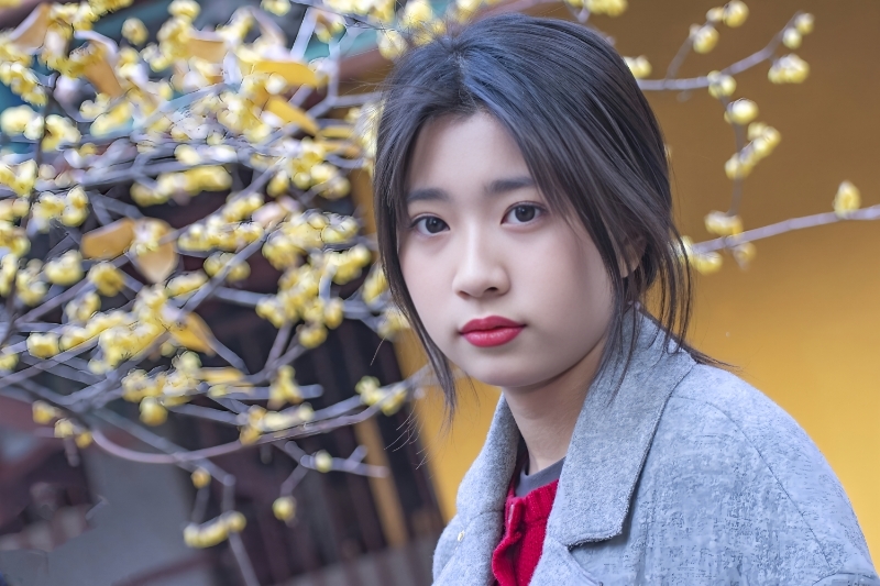 蜡梅飘香