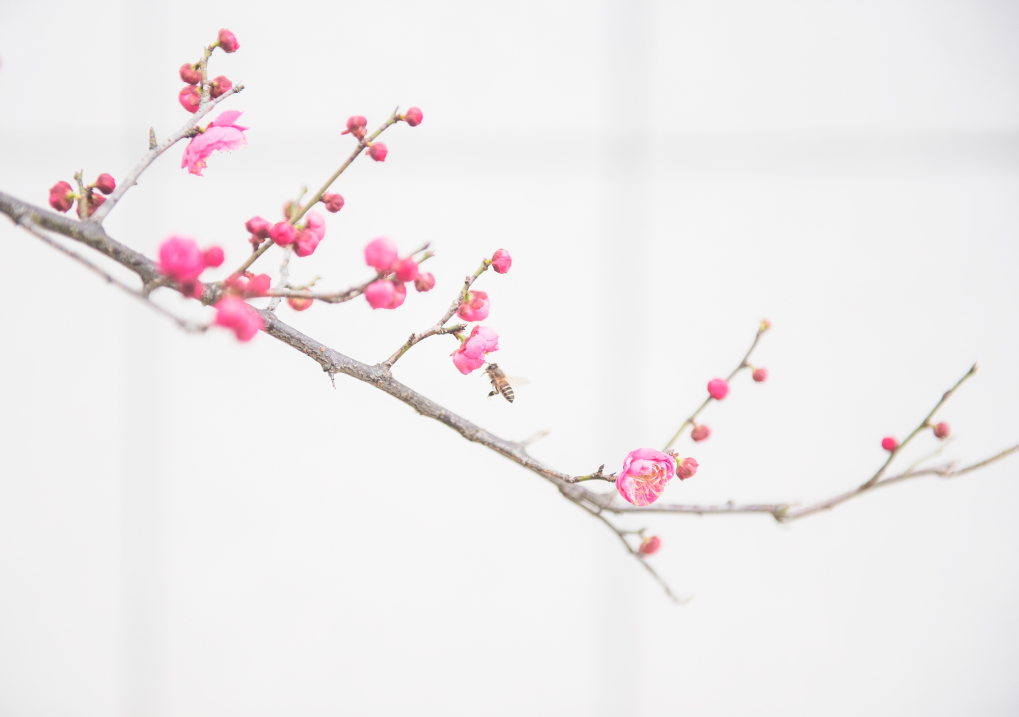 红梅花儿开