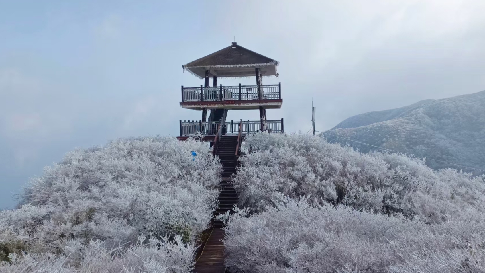 漫山雾凇挂枝头