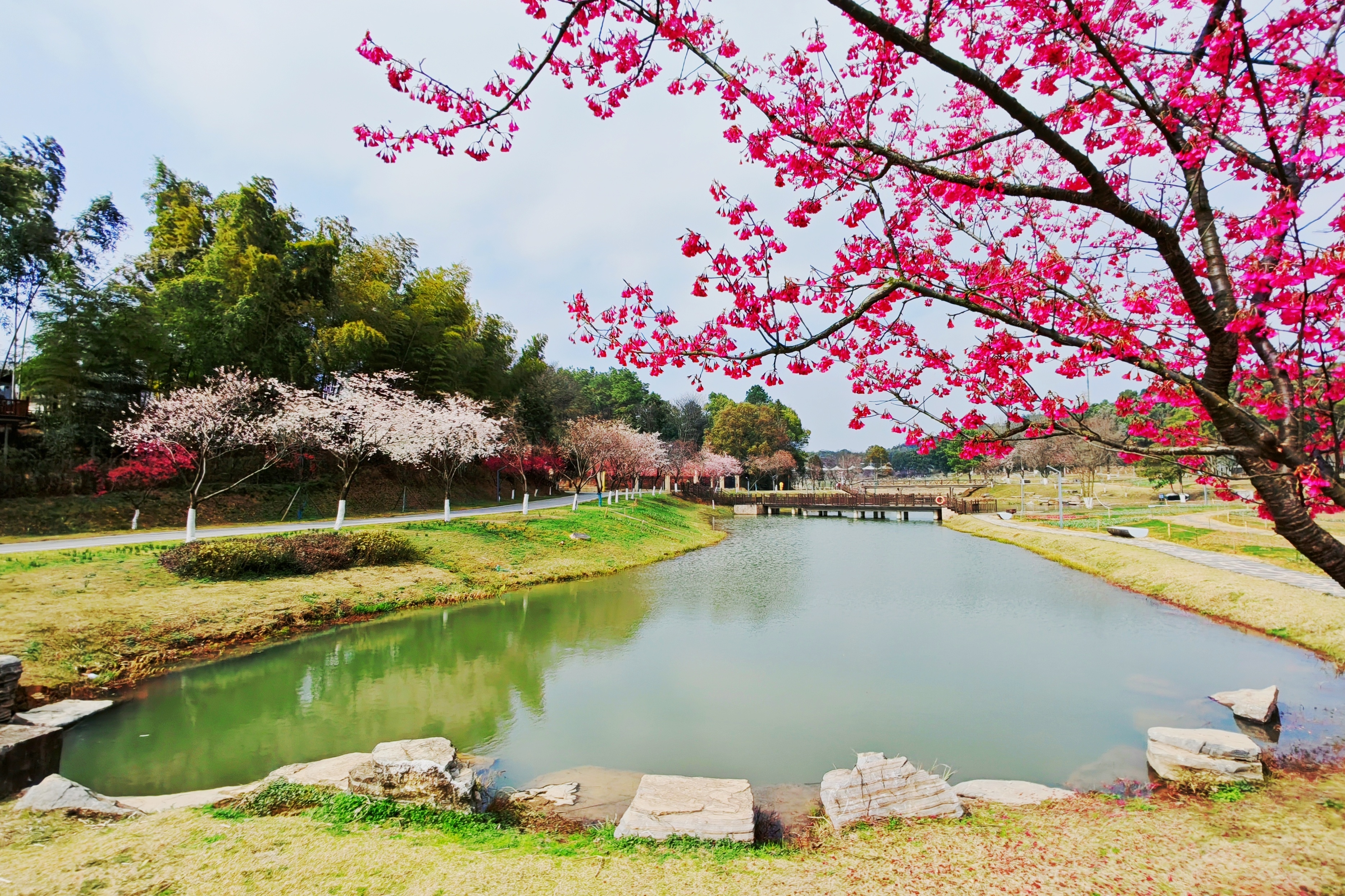 樱花盛开春满园