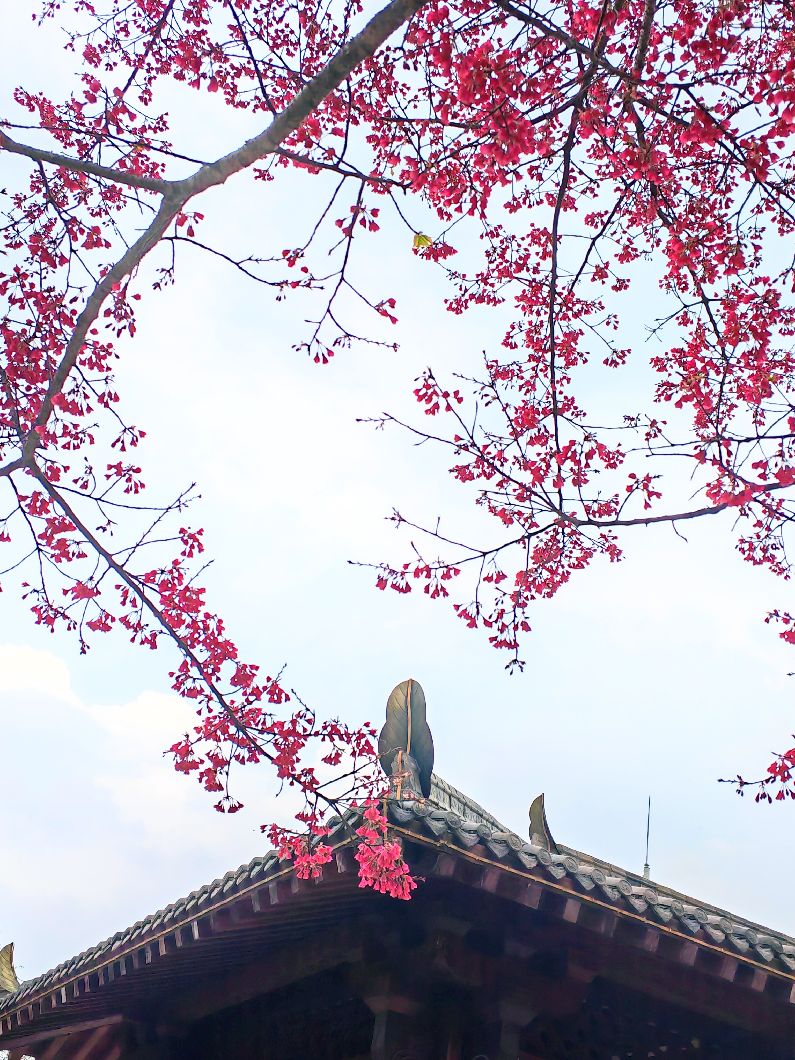 樱花开